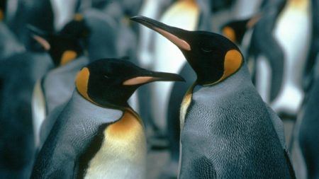 Descubrieron una nueva colonia de pingüinos emperador en la Antártida imagen-1
