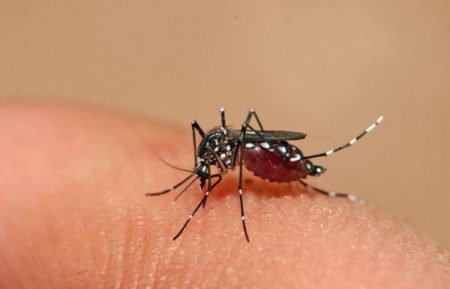 Paraguay confirma 9 casos de Chikungunya en Itapúa: 3 autóctonos imagen-7