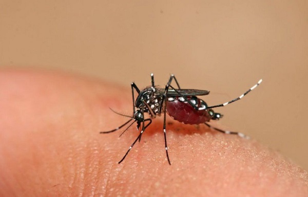Paraguay confirma 9 casos de Chikungunya en Itapúa: 3 autóctonos imagen-39