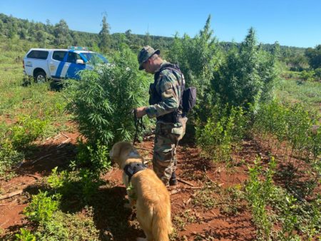 Prefectura secuestró más de 40 kilos de plantas de marihuana en Garuhapé imagen-7