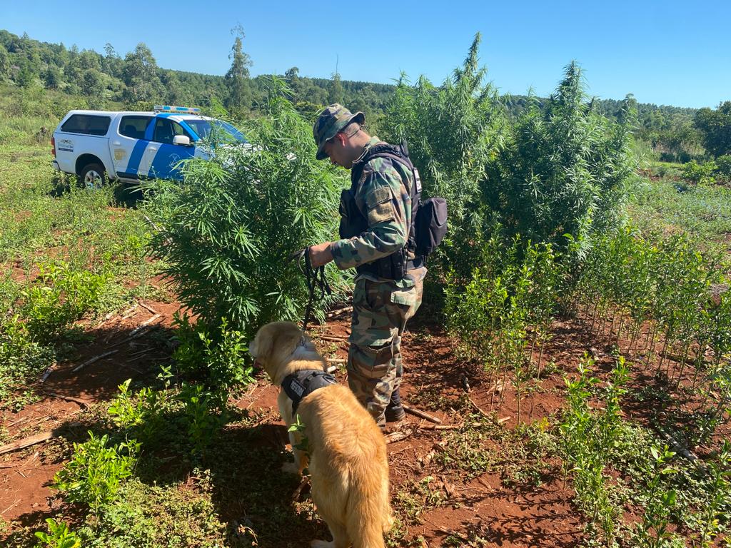 Prefectura secuestró más de 40 kilos de plantas de marihuana en Garuhapé imagen-1