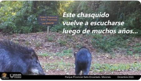 Valle del Cuñá Pirú con el pecarí labiado en crecimiento imagen-2