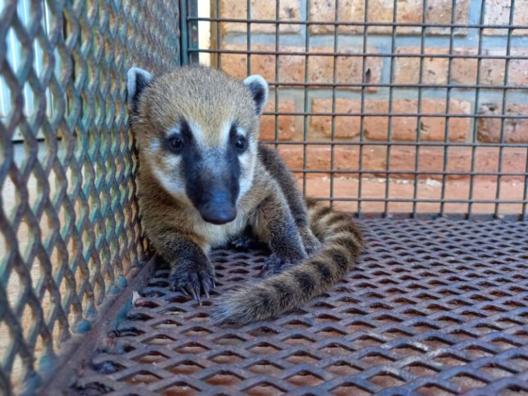 Intensa demanda para rescate de animales a la línea Ecología Te Escucha imagen-29