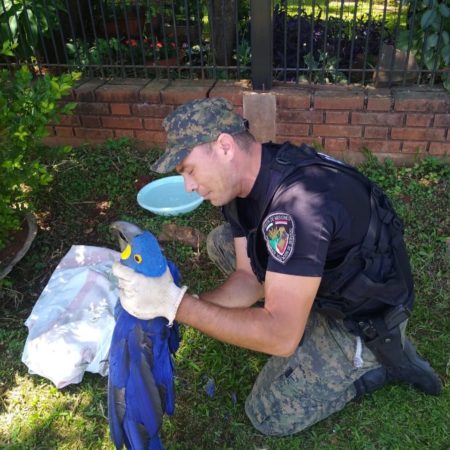 Cada vez son más los requerimientos a la Policía para el rescate de animales silvestres en la provincia imagen-7