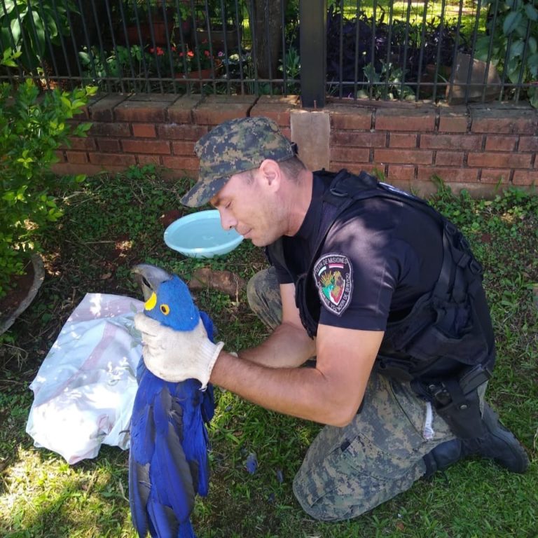 Cada vez son más los requerimientos a la Policía para el rescate de animales silvestres en la provincia imagen-43