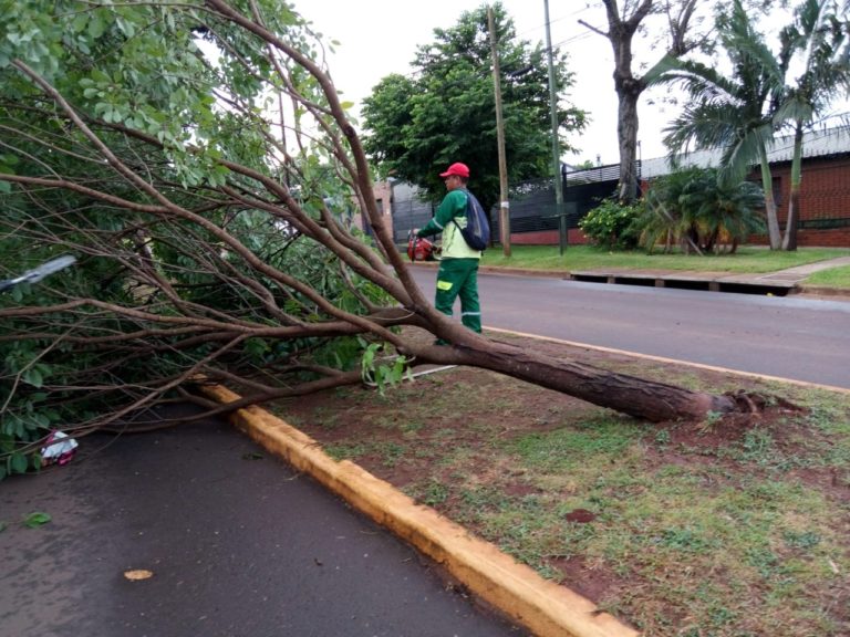 Posadas: retiran árboles caídos y reparan semáforos luego de la tormenta imagen-18