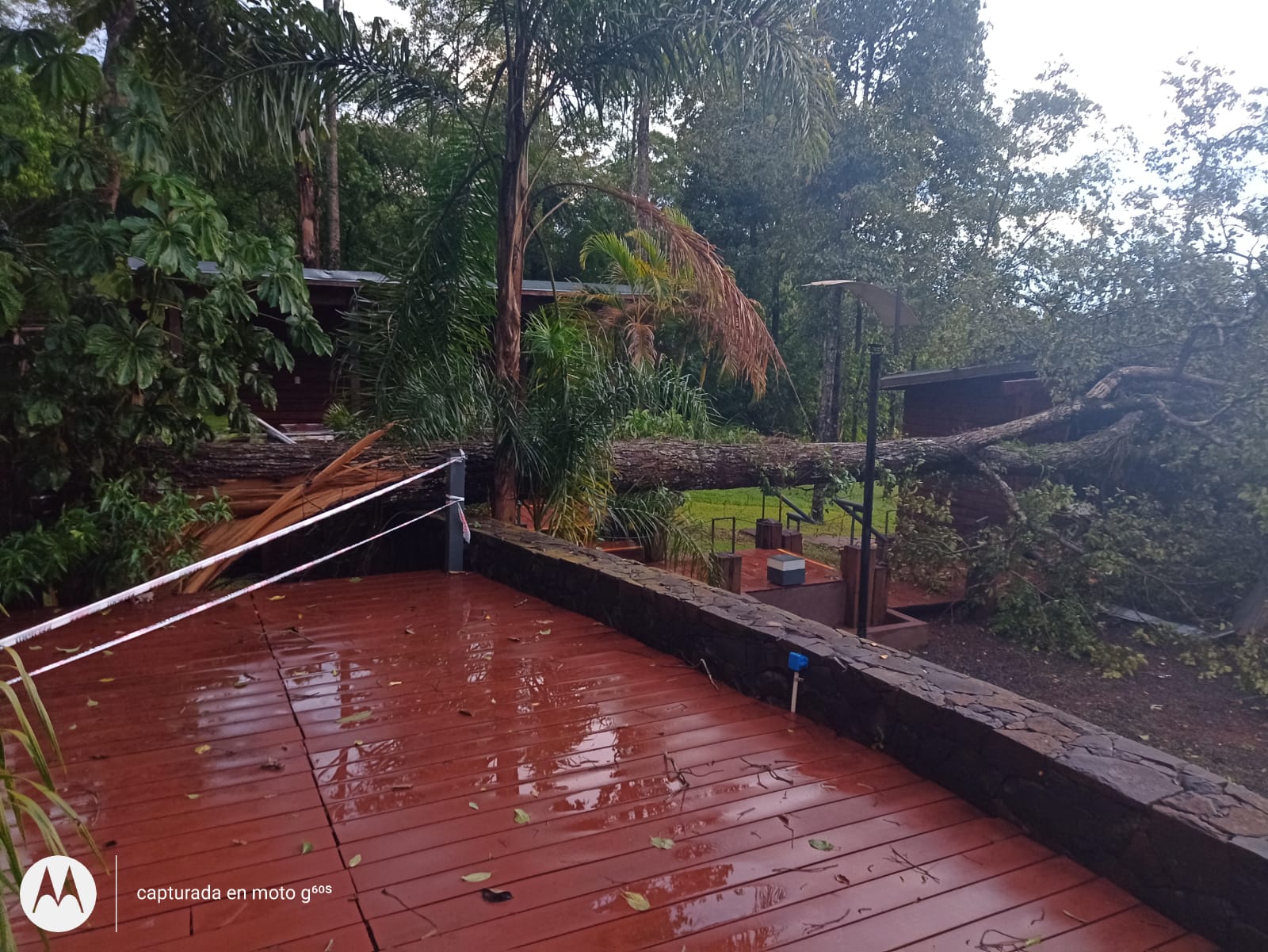 Por el temporal cayó un árbol en el predio de un reconocido hotel en Puerto Iguazú imagen-1