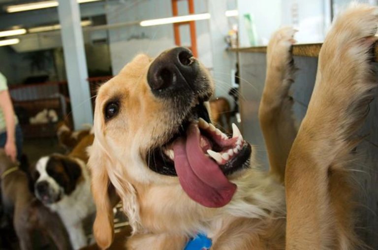 Para garantizar la seguridad de las mascotas durante viajes, recomiendan dejarlos en guarderías imagen-47