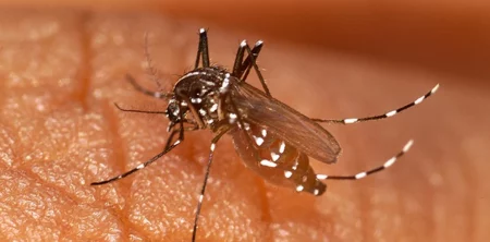 Brindan información sobre cómo prevenir la fiebre chikungunya y qué hacer ante la presencia de síntomas imagen-3