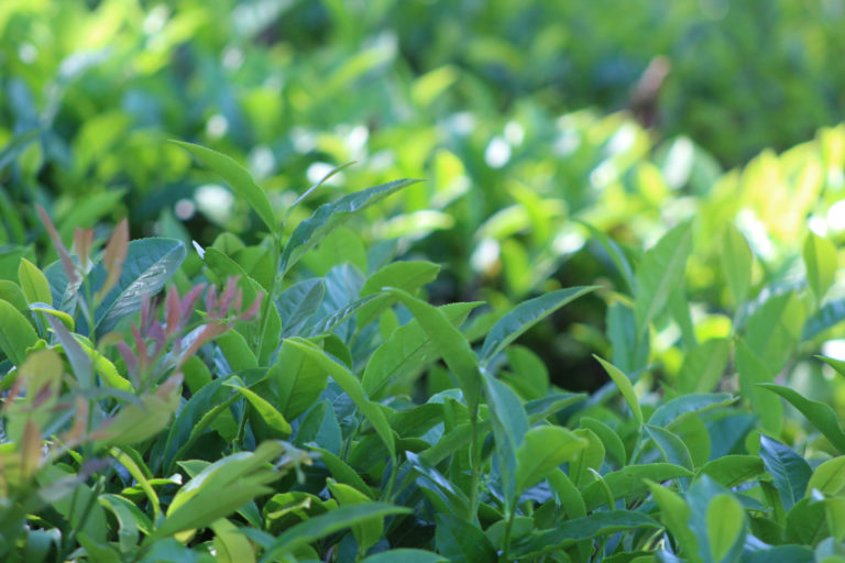 A partir del 1ro de febrero se actualiza el precio del té imagen-6