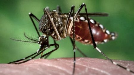 Bolivia registró 26 fallecimientos por dengue en los últimos 45 días imagen-5