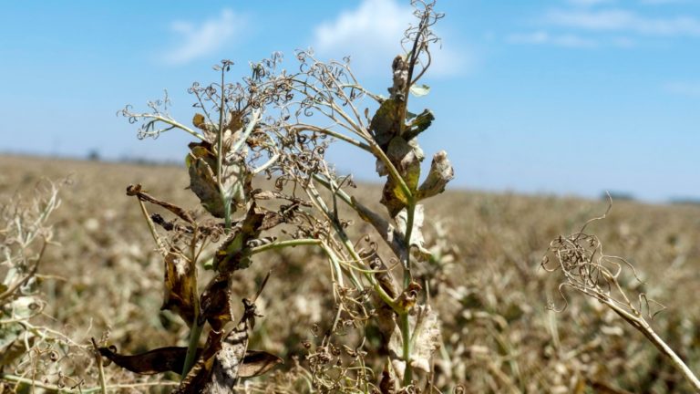 Sequía: el Gobierno invertirá $70.000 millones para asistir a productores imagen-7