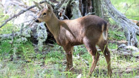 El primer huemul nacido en un parque protegido en Chubut sigue creciendo saludable imagen-4