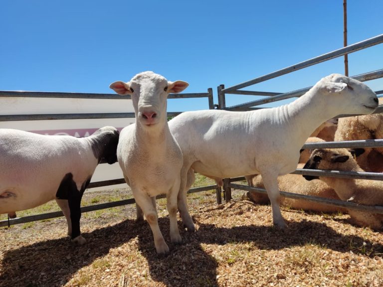 Primer remate ganadero nocturno 2023, con más de 120 cabezas en pista de animales menores imagen-44