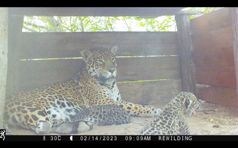 Nuevo nacimiento de Yaguaretés en el Parque Nacional El Impenetrable imagen-49