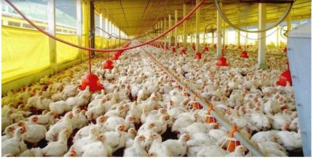 Declaran emergencia sanitaria y profundizan acciones ante caso de gripe aviar que afectaría producción imagen-9