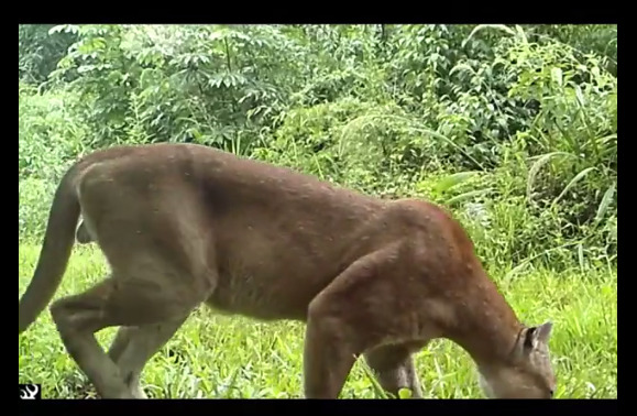 Comparten un tierno video de un puma del Parque Provincial de Iguazú imagen-1