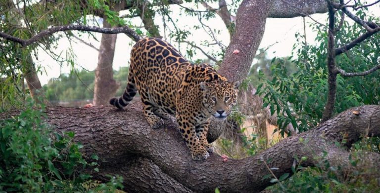 Murió Tobuna, la yaguareté pionera en la reintroducción de su especie en el Iberá imagen-46