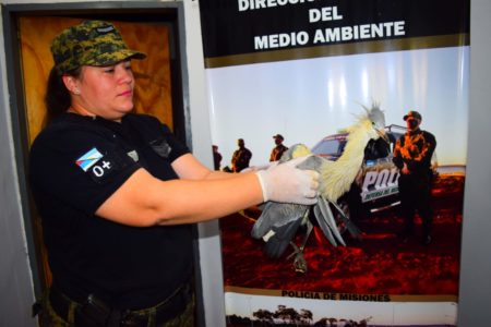 Rescataron a una garza silbadora que tenía el ala rota imagen-7