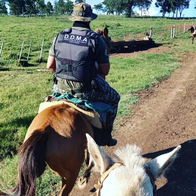 Destacan que operativos policiales en zonas rurales lograron reducir en un 80% los robos de yerba, un 65% el abigeato y el apeo ilegal cayó a la mitad imagen-2