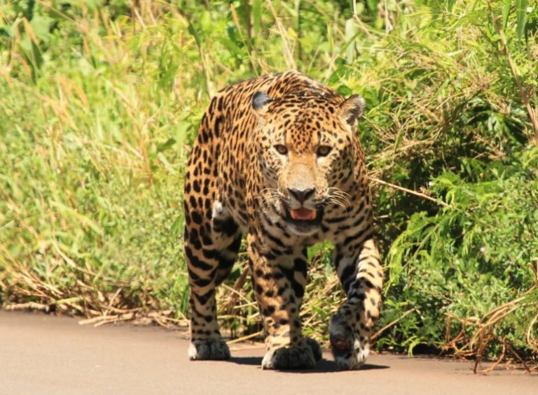 Yaguaretés en Misiones: "Hay muy pocos ejemplares para una gran área territorial", dice organización ambiental imagen-1