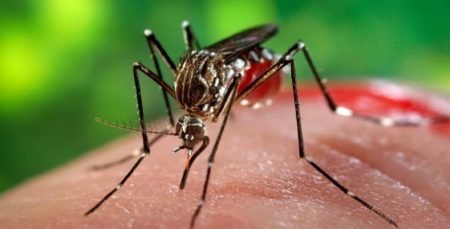 Vacuna contra el Dengue: "Eso está muy alejado de la gente todavía en Argentina", afirmó el titular de Salud Pública imagen-7
