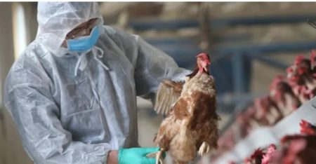 Gripe aviar: no hay riesgo ni para la población ni para las exportaciones, señalan imagen-4