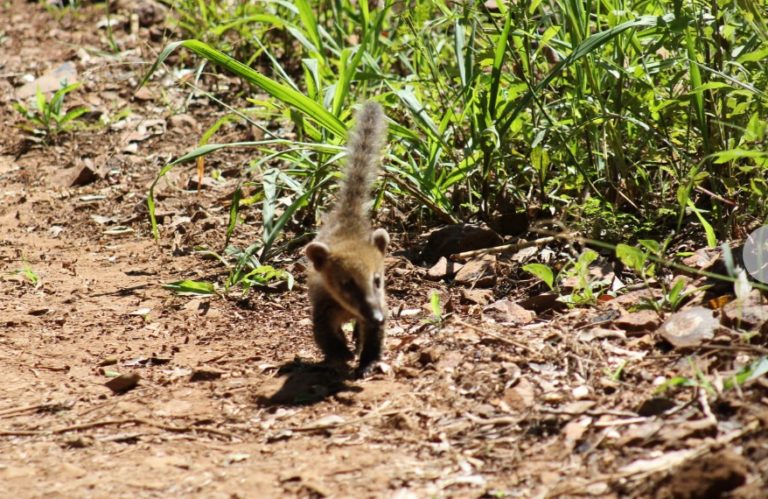 Libres: un total de 15 coatíes y 4 tucanes volvieron a su hábitat, rehabilitados en El Puma imagen-19