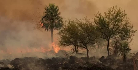 Corrientes y Entre Ríos son las únicas provincias con incendios forestales activos imagen-5