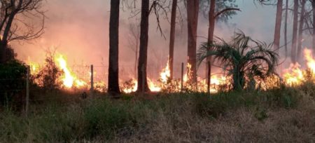 El incendio en un portal de los Esteros del Iberá ya arrasó con 5 mil hectáreas imagen-10