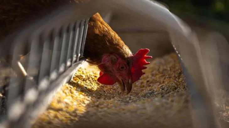 Alerta gripe aviar: confirman nuevos casos en Santa Fe y crece la preocupación imagen-1
