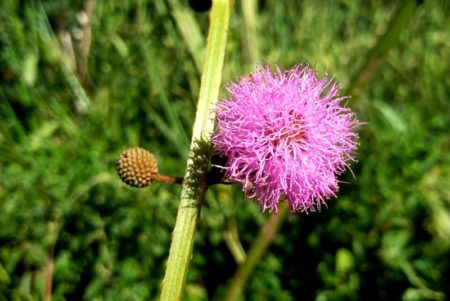 Mimosa serra : Descubren una nueva especie de flor en el sur de Misiones imagen-2