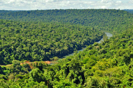 Matriz productiva forestal de Misiones: el 65% son de pequeños productores y el 33% está en manos de grandes empresas, señalan imagen-8