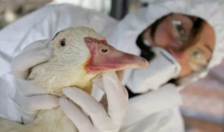 Gripe aviar: Senasa confirma nuevo caso en Córdoba y suman 12 en el país imagen-5