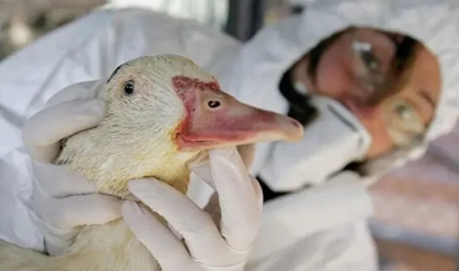 Gripe aviar: Senasa confirma nuevo caso en Córdoba y suman 12 en el país imagen-1