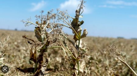 "Sequía cruel": La falta de lluvias pone en "riesgo extremo" a la producción de Misiones, alerta entidad agraria imagen-4