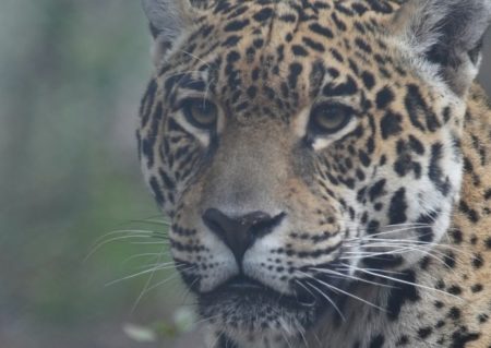 Parques Nacionales se presentará como querellante en la Justicia de Formosa por la caza de un Yaguareté imagen-6