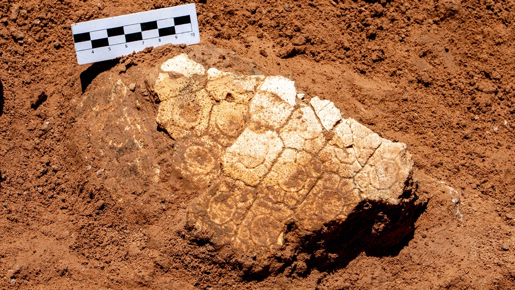 Hallaron restos de un gliptodonte a 50 metros del Museo de Ciencias Naturales imagen-1