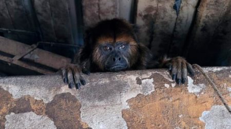 Rescataron a una mona carayá cautiva en una casa del barrio de Pompeya imagen-10