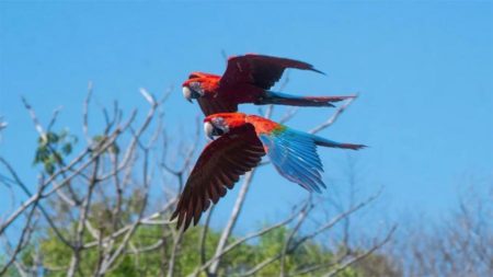 Reintroducen en los Esteros del Iberá cuatro guacamayos rojos imagen-1