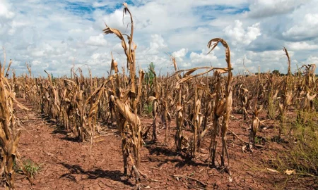 El Ministerio de Economía estudia medidas ante el impacto de la peor sequía del siglo imagen-3