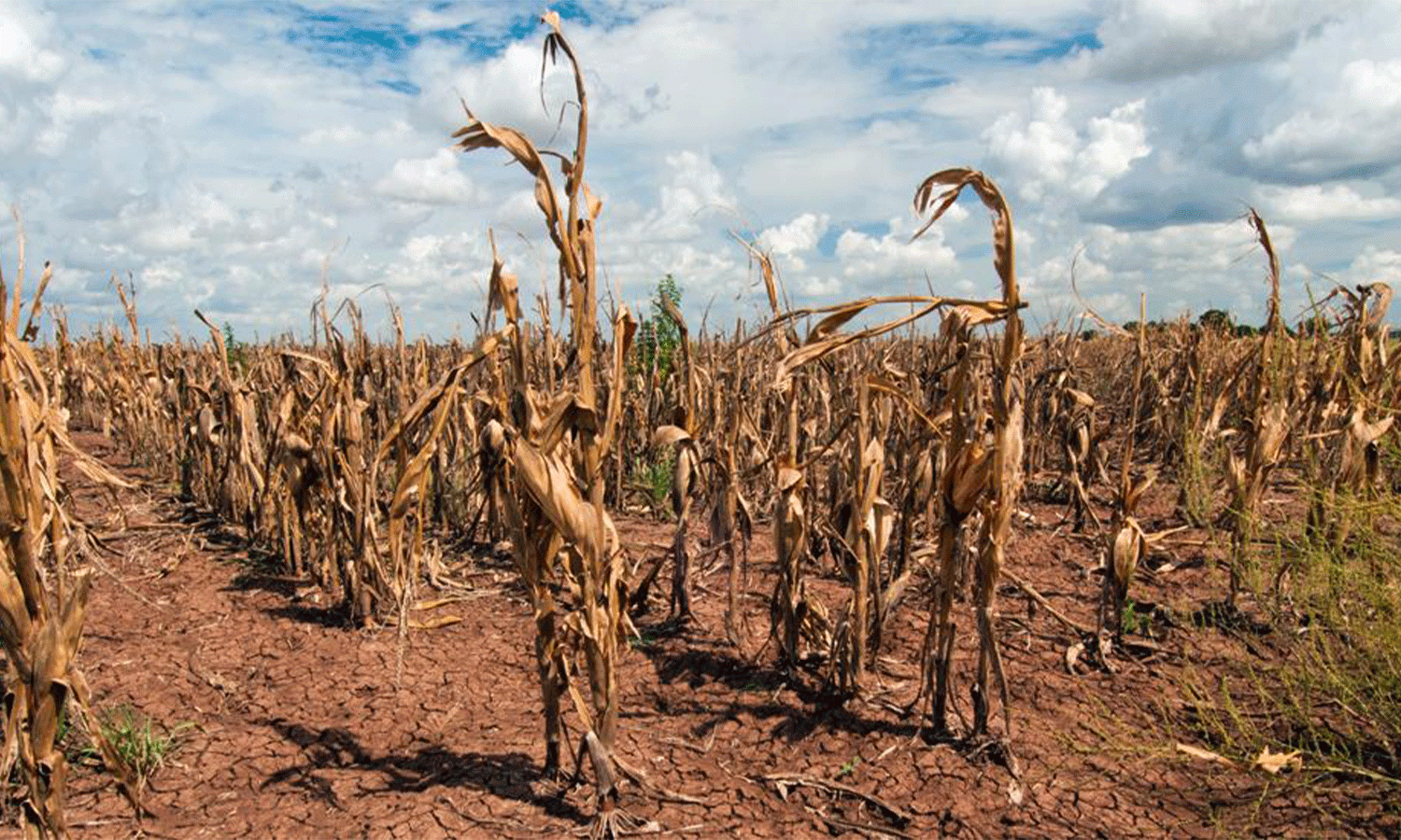 El Ministerio de Economía estudia medidas ante el impacto de la peor sequía del siglo imagen-1