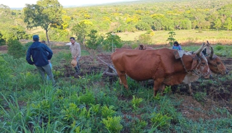 Estudiantes de Agronomía de la UBA realizaron pasantías en chacras misioneras imagen-23