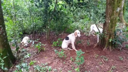 Cazadores furtivos abandonaron a sus perros y presas para evitar ser atrapados imagen-1