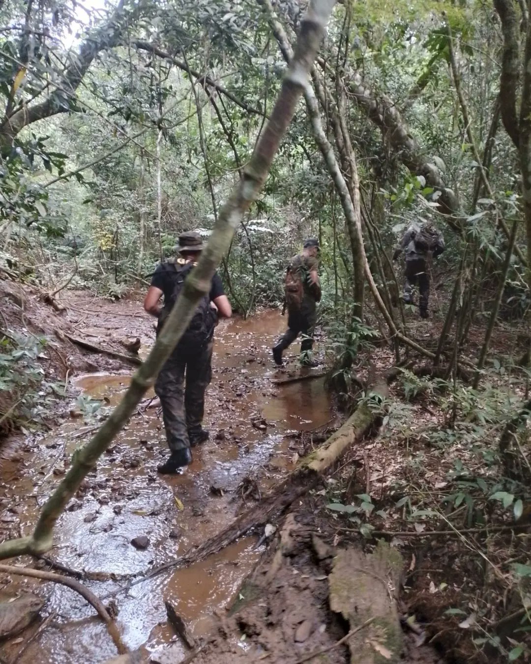 Guardaparques detectan y desmantelan campamento de cazadores furtivos en la selva imagen-1