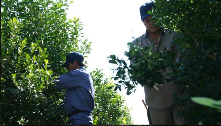 Yerba Mate: está vigente la entrega de indumentaria para tareferos, 10 equipos por año imagen-19