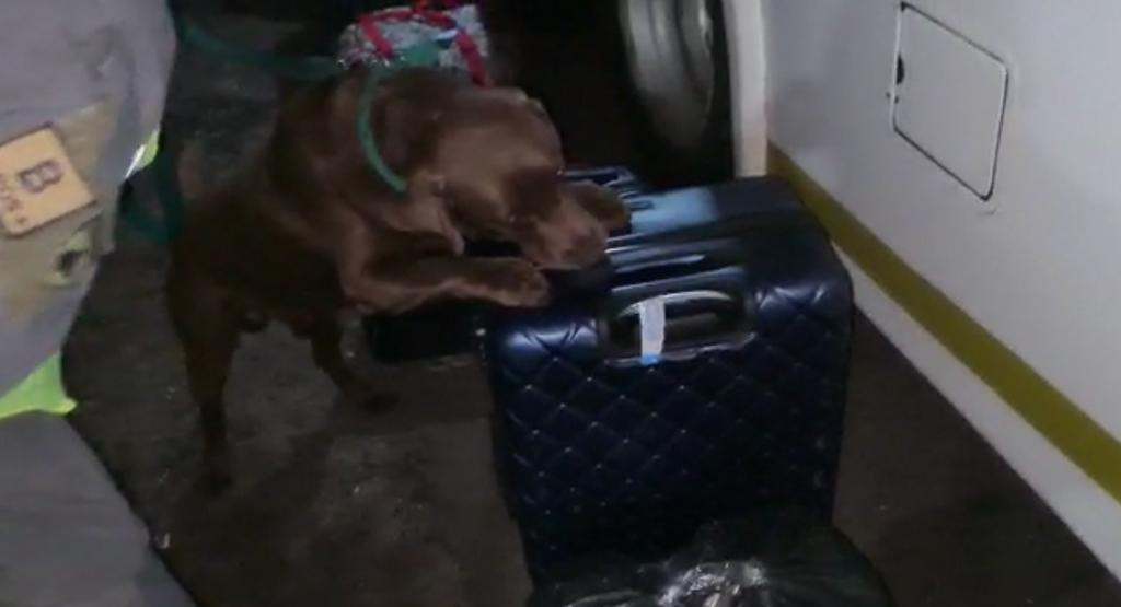 Gendarmería: el can antinarcóticos Theo ayudó a incautar 37 kilos de marihuana imagen-1