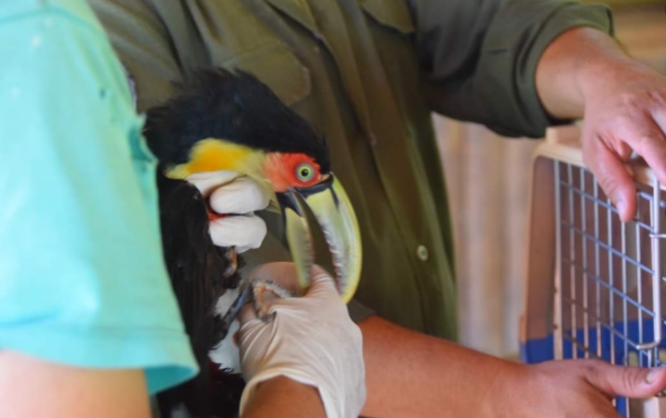 Tucanes inician proceso de rehabilitación en el parque El Puma imagen-1