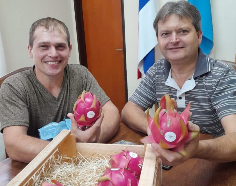 Cerro Azul hace punta con la exótica Fruta del Dragón, beneficiosa para la salud imagen-28