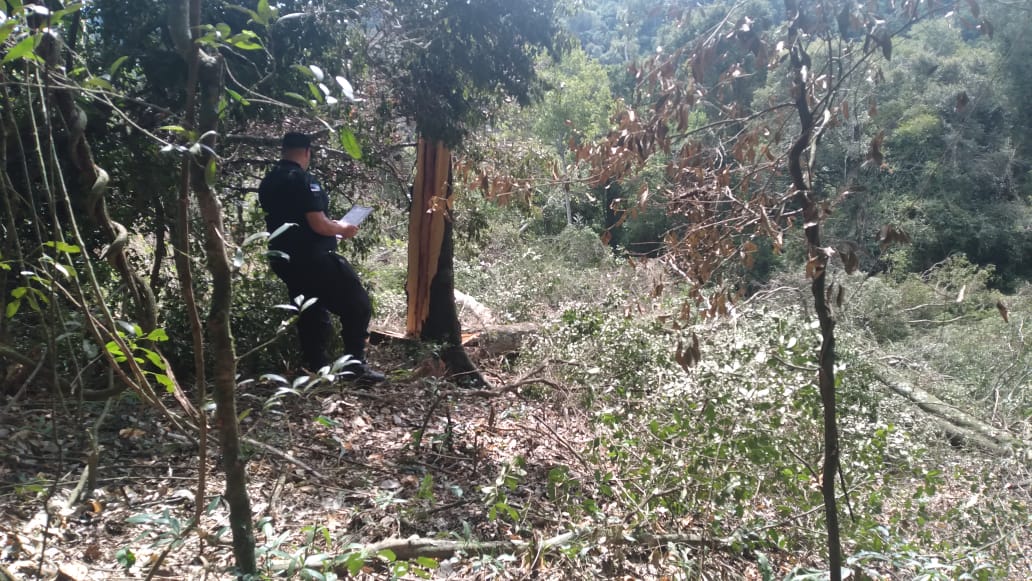 Trágico: motosierrista murió aplastado por un árbol en San Vicente imagen-1